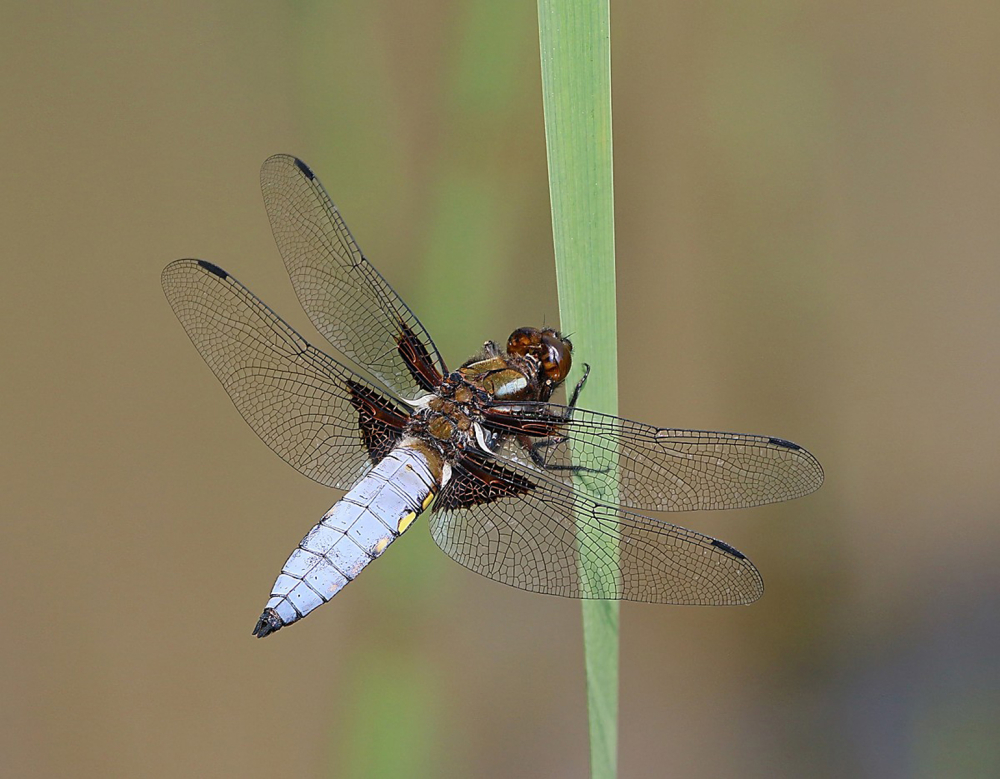 2nd Wide-bodied darter by Brian robey